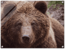 Brown Bear - Print