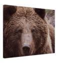 Brown Bear - Print