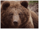 Brown Bear - Print