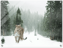 Cheetah In Snow - Print