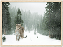 Cheetah In Snow - Print
