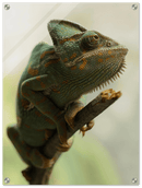 Climbing Chameleon - Print