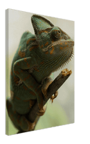 Climbing Chameleon - Print