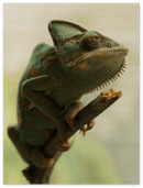 Climbing Chameleon - Print