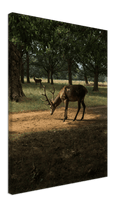 Deer in Sunlight - Print