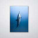 Dolphin - Print