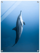 Dolphin - Print