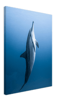 Dolphin - Print
