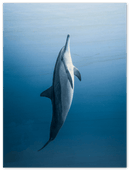 Dolphin - Print