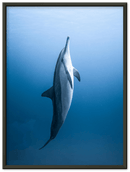 Dolphin - Print
