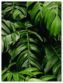 Green Leaves - Print