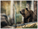 Happy Bear - Print