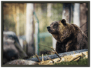 Happy Bear - Print