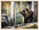 Happy Bear - Print
