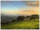 Hillside Trees - Print