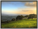Hillside Trees - Print