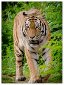 Hunting Tiger - Print