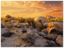 Joshua Tree Sunset - Print