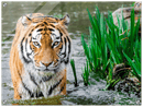 Jungle Tiger - Print