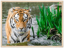 Jungle Tiger - Print
