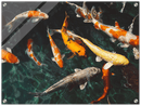 Koi Fish - Print