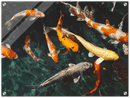 Koi Fish - Print