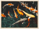 Koi Fish - Print