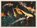 Koi Fish - Print