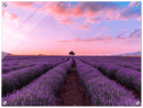 Lavender Fields - Print