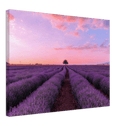 Lavender Fields - Print