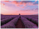 Lavender Fields - Print