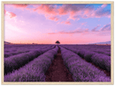 Lavender Fields - Print