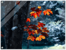 Maple Leaf - Print