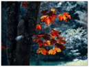 Maple Leaf - Print