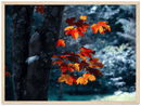 Maple Leaf - Print