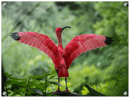 Pink Bird - Print