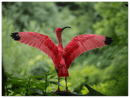 Pink Bird - Print