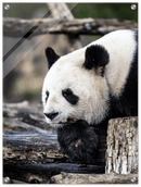 Pondering Panda - Print