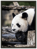 Pondering Panda - Print