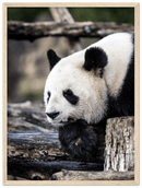 Pondering Panda - Print