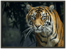 Prowling Tiger - Print