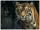 Prowling Tiger - Print