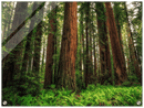 Redwood Ferns Print Metal Wall Art – California Forest Nature Scenic Wall Decor