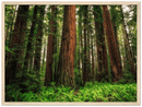 Redwood Ferns Print Metal Wall Art – California Forest Nature Scenic Wall Decor