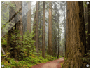 Redwood Forest Print Metal Wall Art – California Giant Trees Scenic Wall Decor