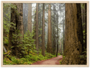 Redwood Forest - Print