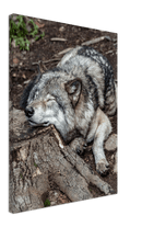 Resting Wolf - Print