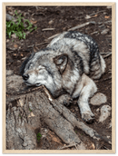 Resting Wolf - Print