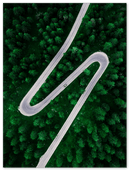 Road Through Forest - Print