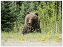 Roadside Bear - Print